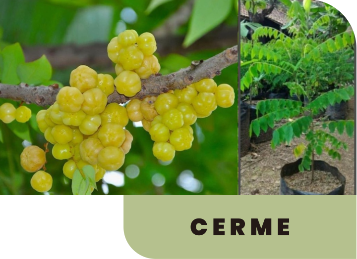 CERME