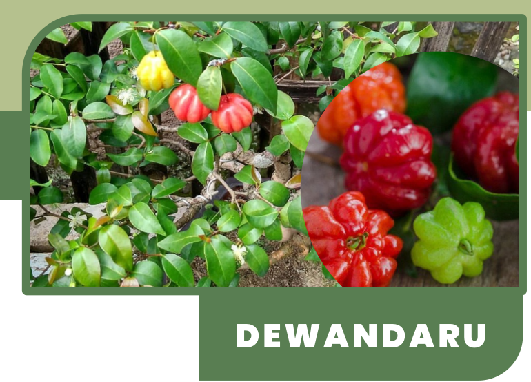 DEWANDARU