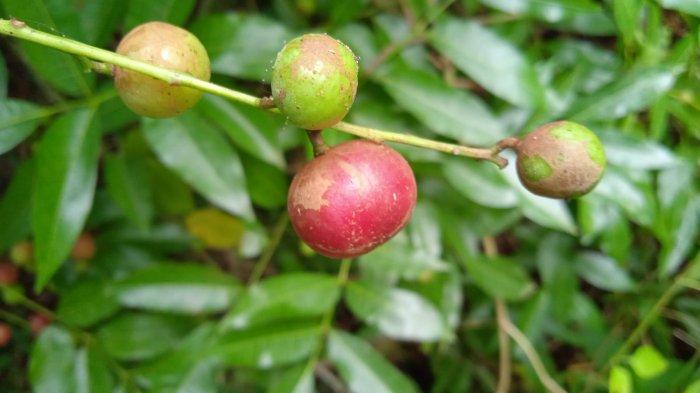 TENGGULUN