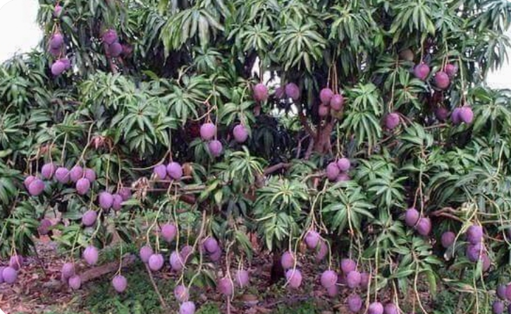 MANGGA KASTURI