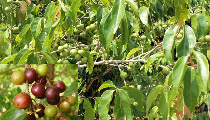 RUKAM