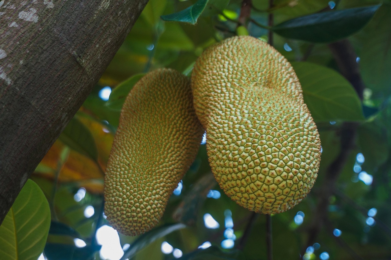 CEMPEDAK