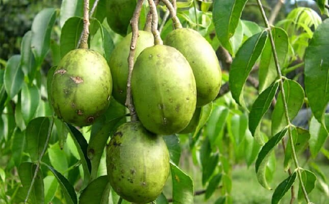 KEDONDONG