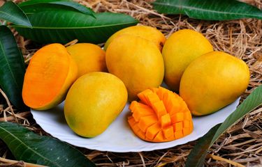 MANGGA