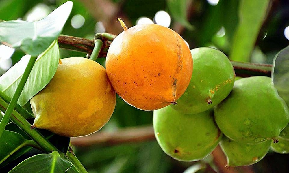 MUNDU