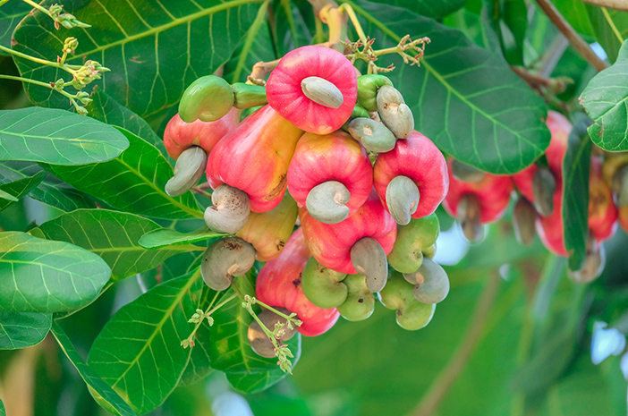 JAMBU METE